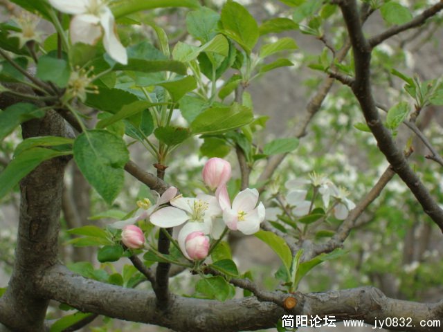 DSC00785.JPG