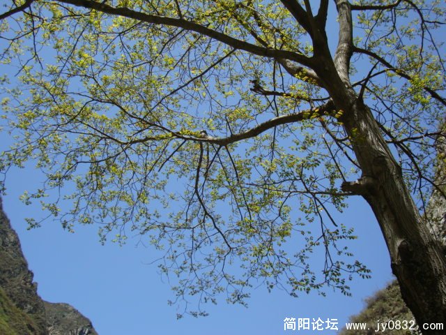 透过核桃树的天空