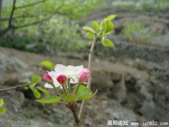 DSC00803.JPG