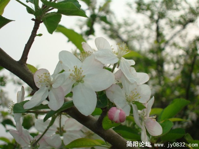 DSC00793.JPG