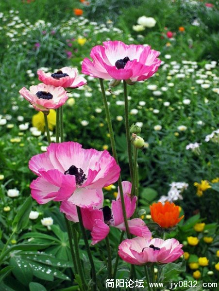 花儿08.jpg