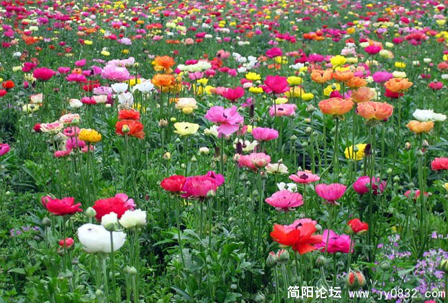 花儿05.jpg