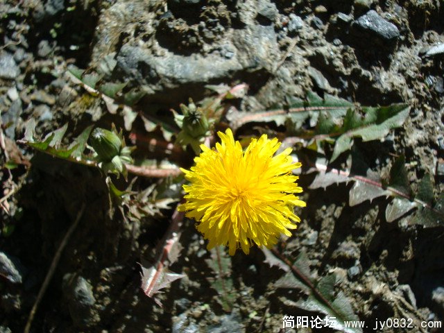 路边的蒲公英