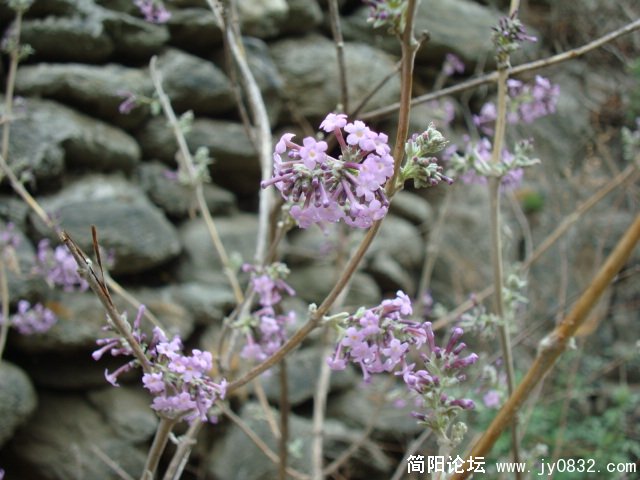 DSC00915.JPG