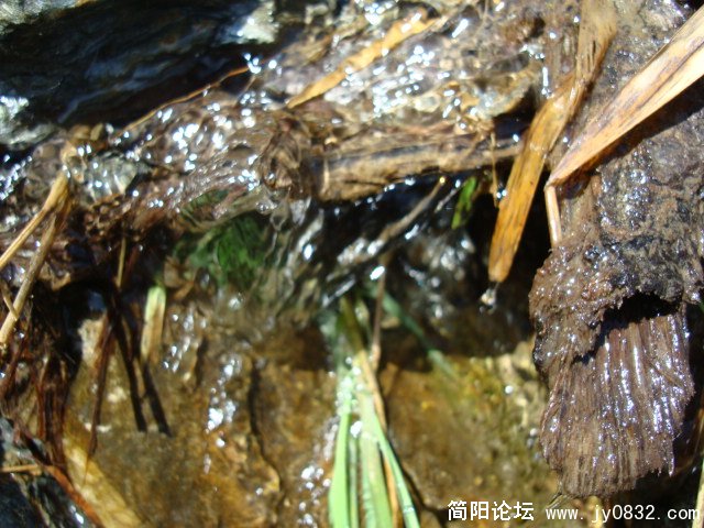 山上流下来的山泉，折耳根就长在这旁边，水很清凉，喝起来带点甘甜，嘿嘿