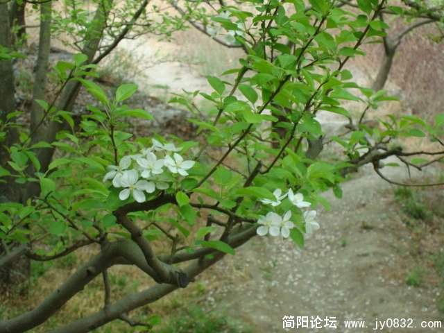 DSC00809.JPG