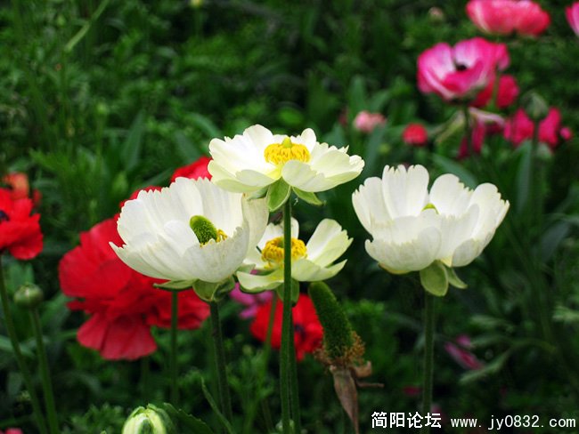 花儿03.jpg
