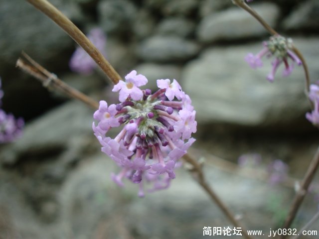 野花