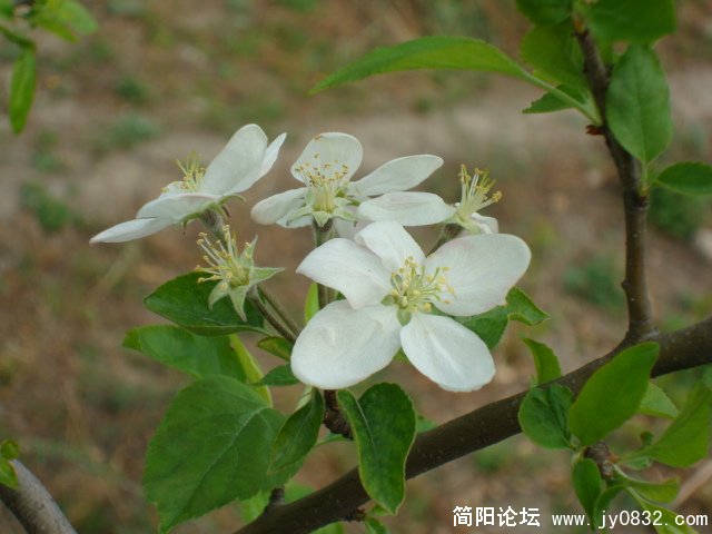 DSC00786.JPG