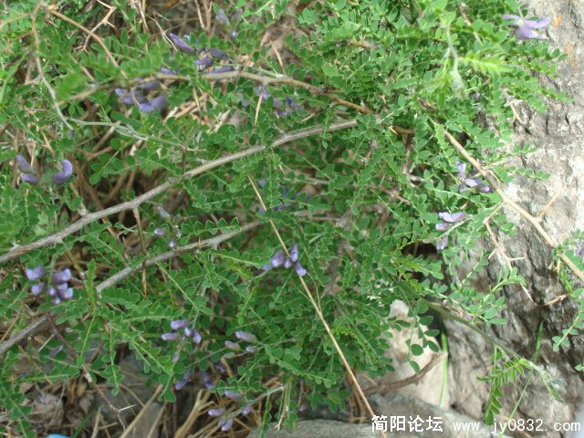 不认识的野花，叫什么白刺还是 白刺哦，本地人这么喊的