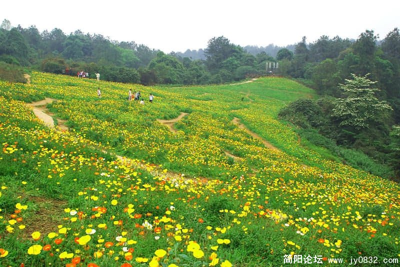 花的海洋！