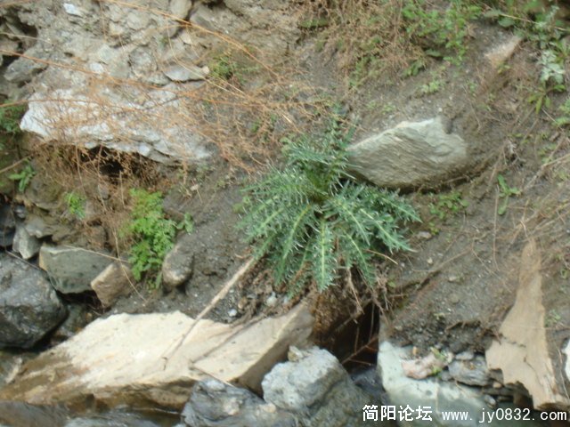 不知道是什么植物