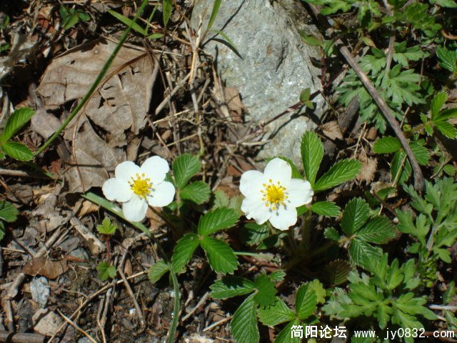 路边的野花