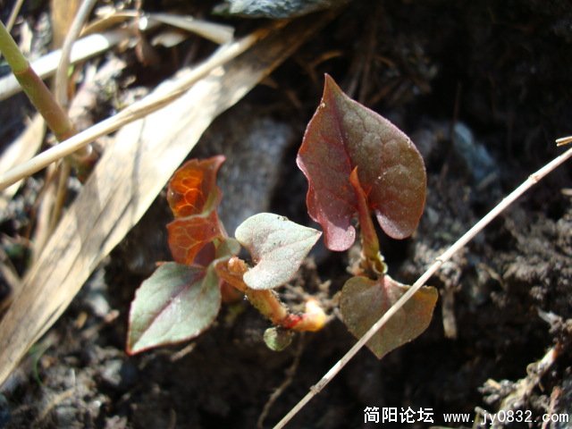 满有生命张力的吧？
