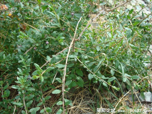 我们这也有的叫狗笛儿，那边叫狗蛋开紫色的花，快谢时转为黄色，其实就是野枸杞。