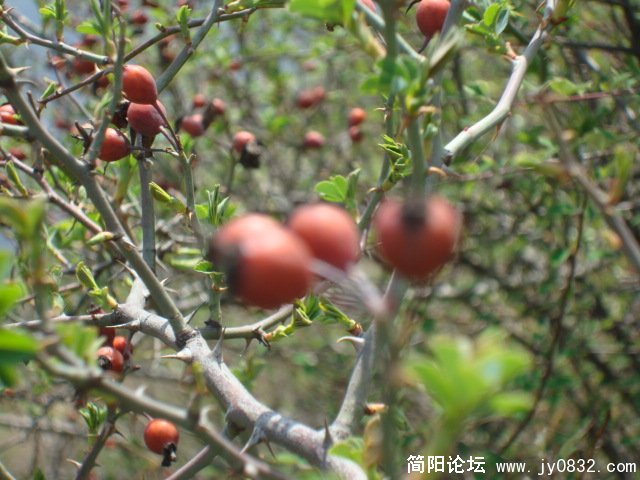 DSC00856.JPG