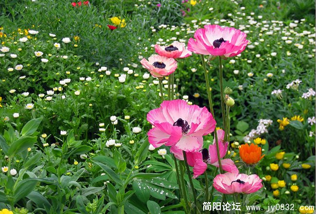 花儿01.jpg