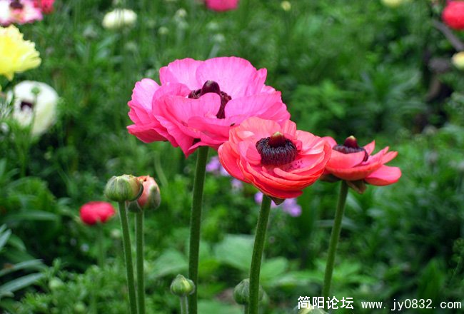 花儿04.jpg