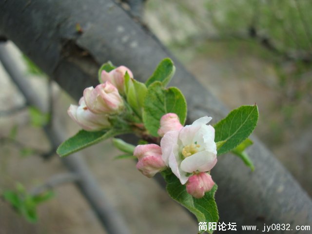 DSC00810.JPG