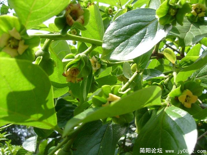 Img251631667.jpg