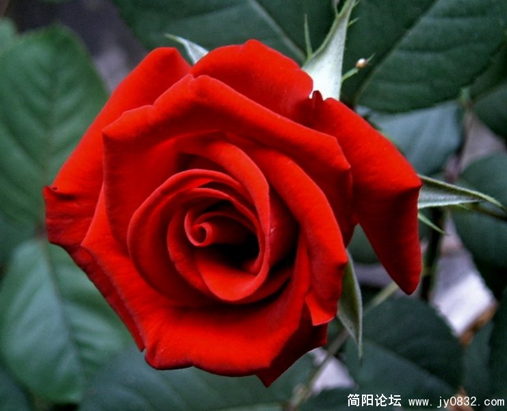 SUC53555.jpg