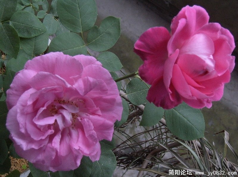 SUC53549.jpg