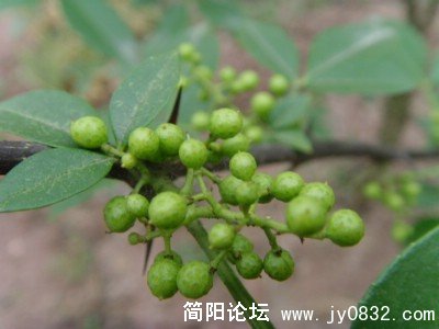 SNV39250.JPG