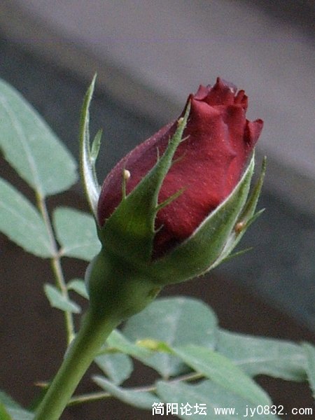 SUC53543.jpg