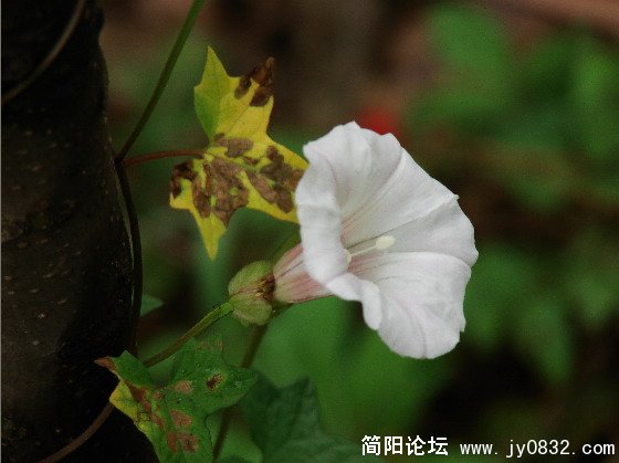 QQ截图未命名11.JPG
