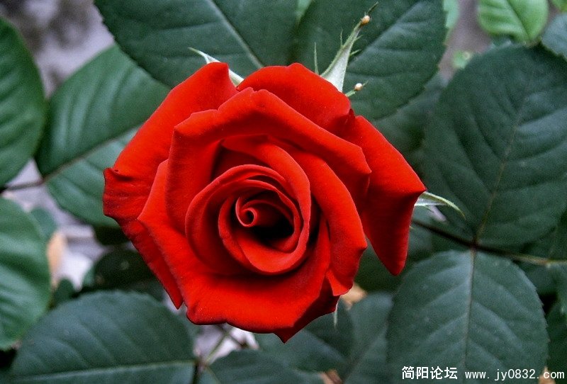 SUC53556.jpg