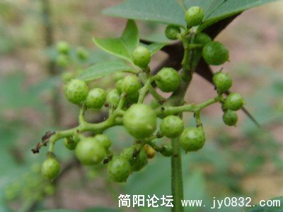 SNV39249.JPG