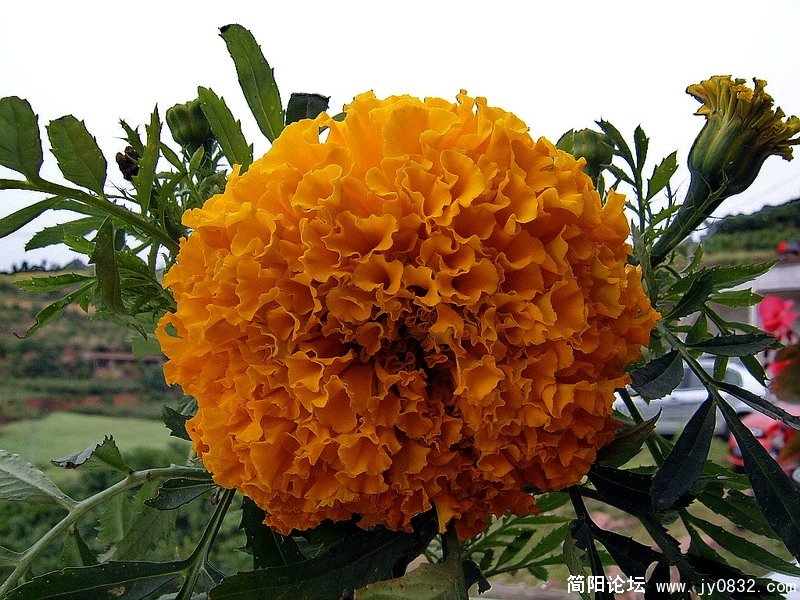 SUC53648.jpg