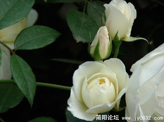 QQ截图未命名12.JPG