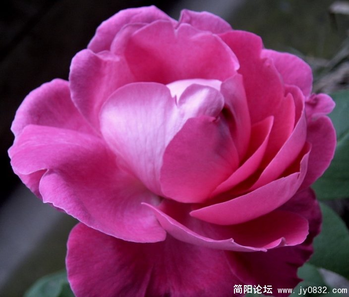 SUC53553.jpg