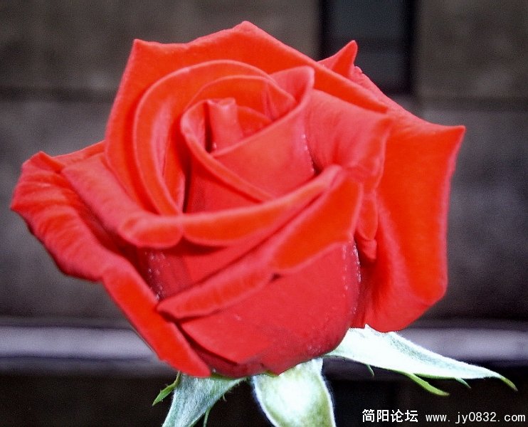 SUC53552.jpg