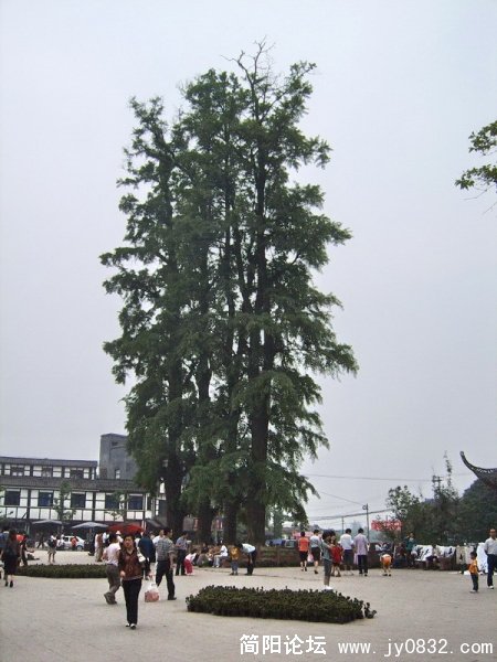 SUC53684.jpg