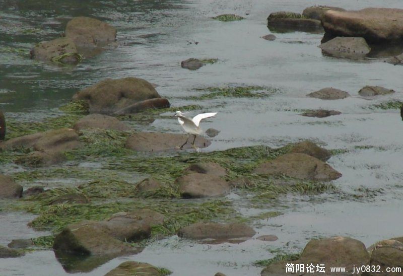 退水了,有鱼抓..jpg
