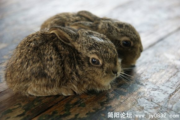 两只孤儿－－野兔，被一村支书收养，两天了什么也不吃，支书说还没断奶的，哎！