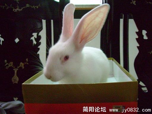 做宠物兔还是低调点
