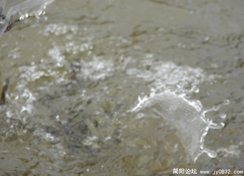 欢快的游.jpg