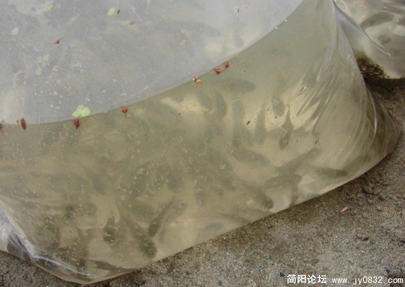 鱼苗2.jpg