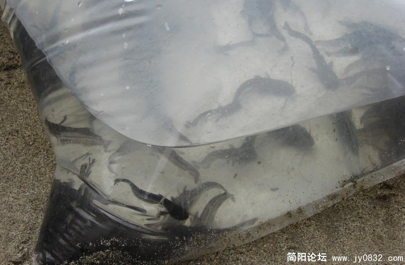 鱼苗5.jpg