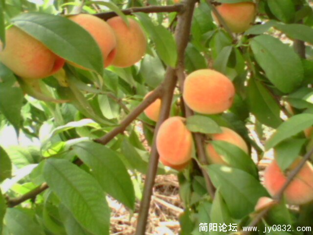 IMG0166A.jpg