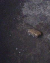 IMG0155A.jpg
