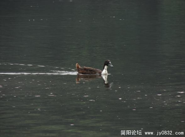 QQ截图未命名8.jpg
