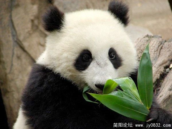 有镜头，我吃得斯文些.jpg