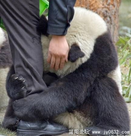 最后，使绝招——抱腿，就不让你走.jpg