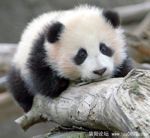 毛茸茸，太可爱了.jpg