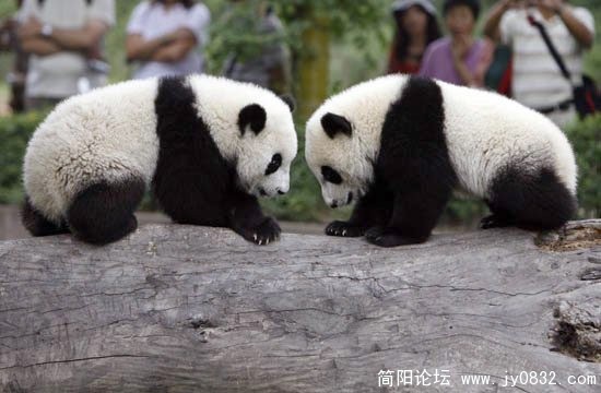 斗牛，不对，是斗熊猫.jpg