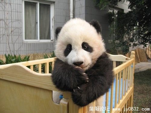 妈妈，爸爸，怎么不来抱我？.jpg